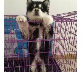 狼狗最新爆料图片大全大图